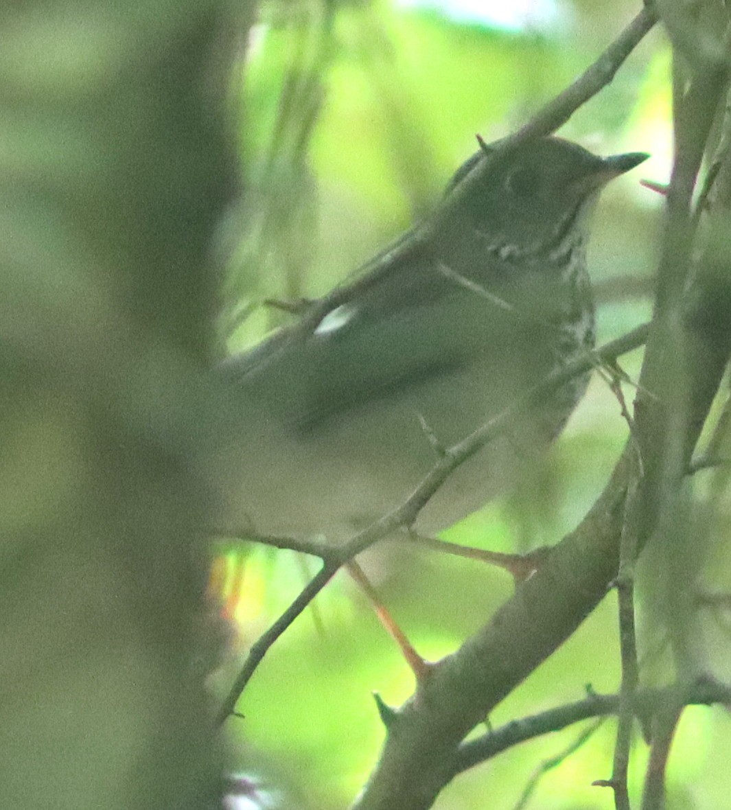 Gray-cheeked Thrush - Phillip Wallace