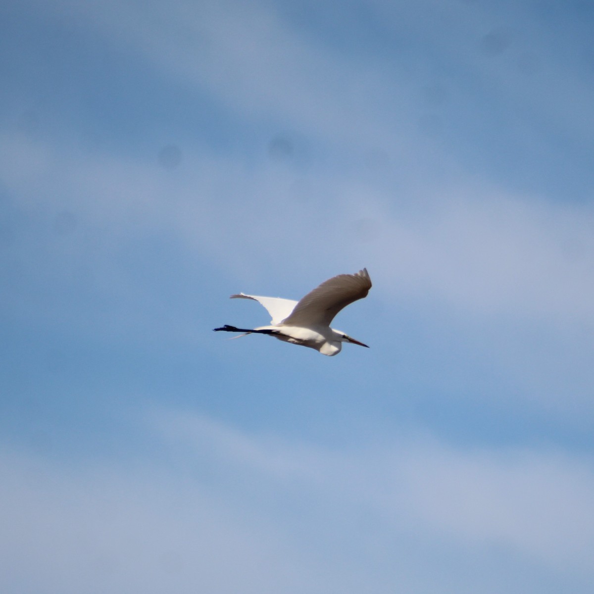 Great Egret - ML618209556