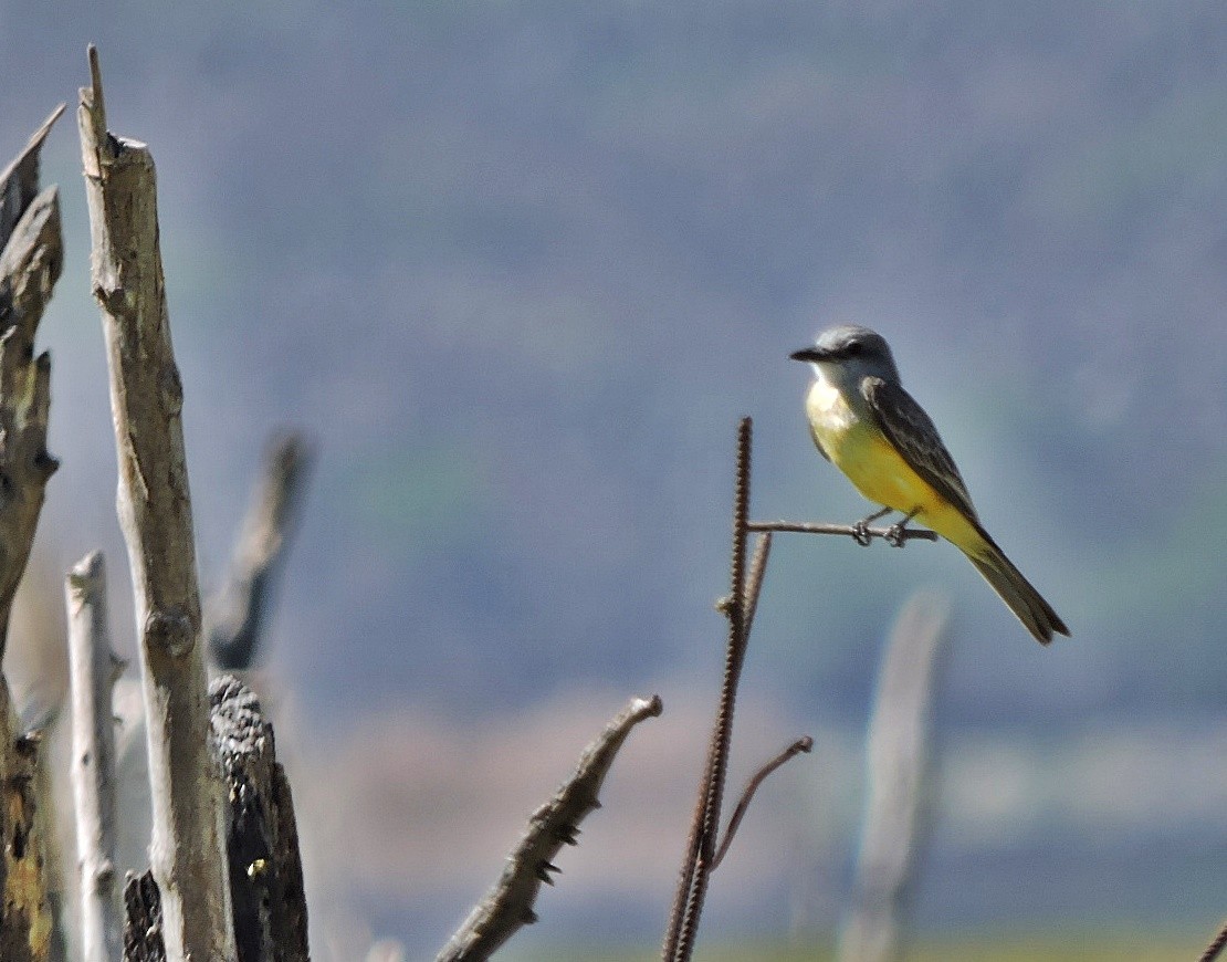 Tropical Kingbird - ML618209562