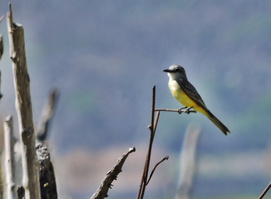 Tropical Kingbird - ML618209563