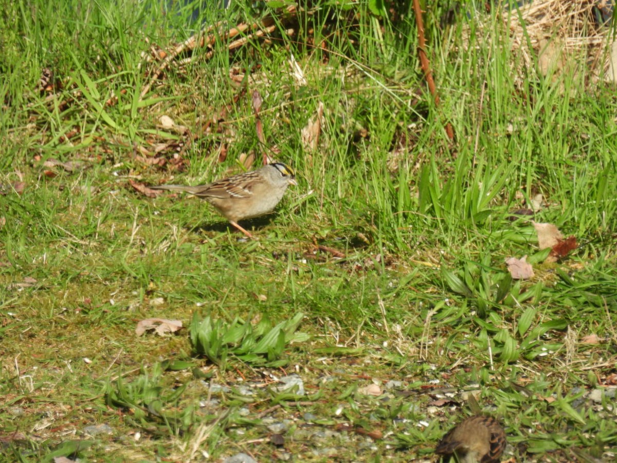 White-crowned x Golden-crowned Sparrow (hybrid) - ML618209580