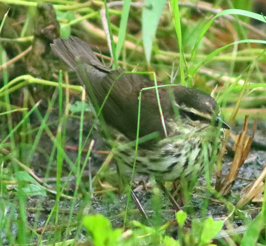 Northern Waterthrush - Phillip Wallace