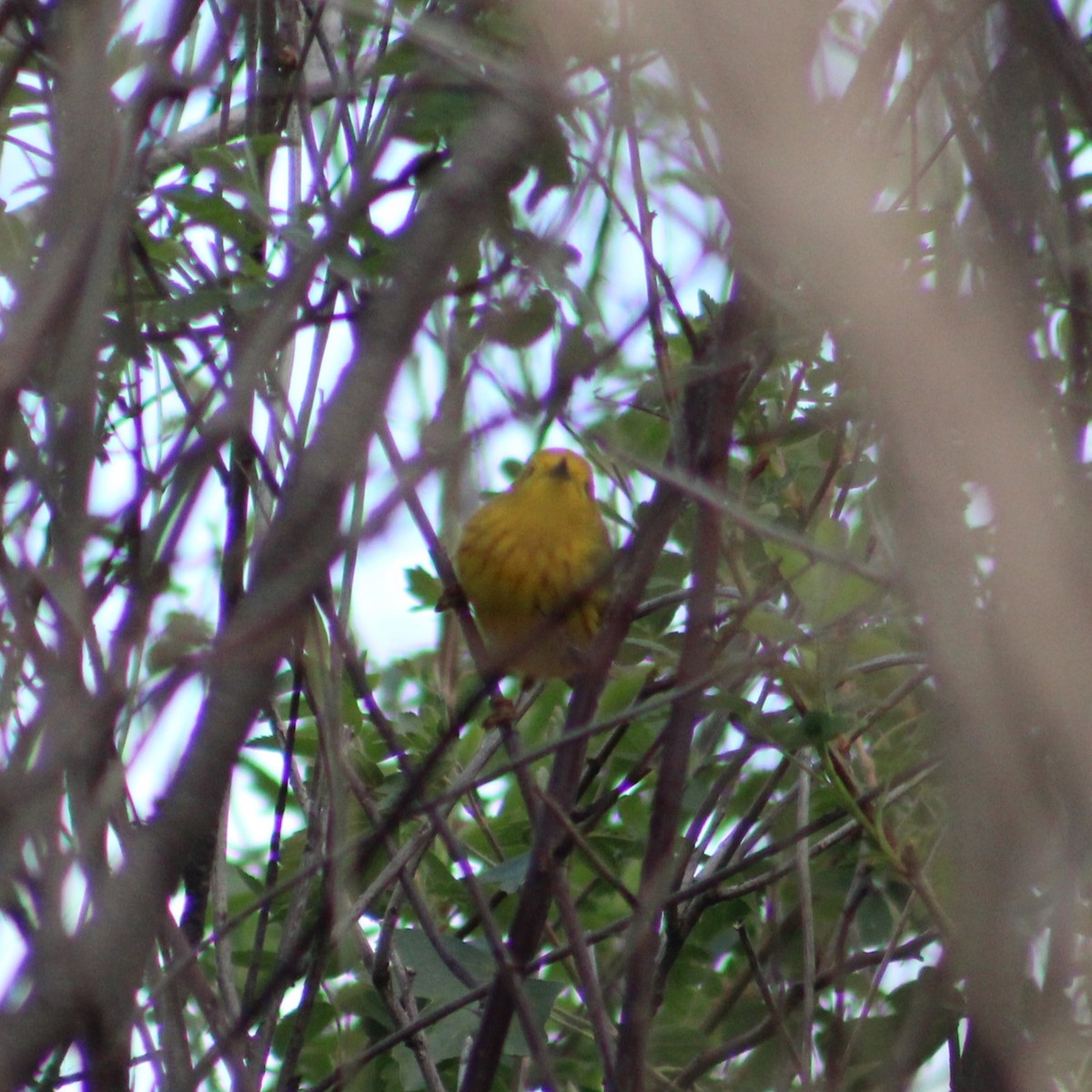 Paruline jaune - ML618209625