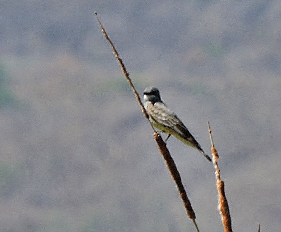 Cassin's Kingbird - ML618209647