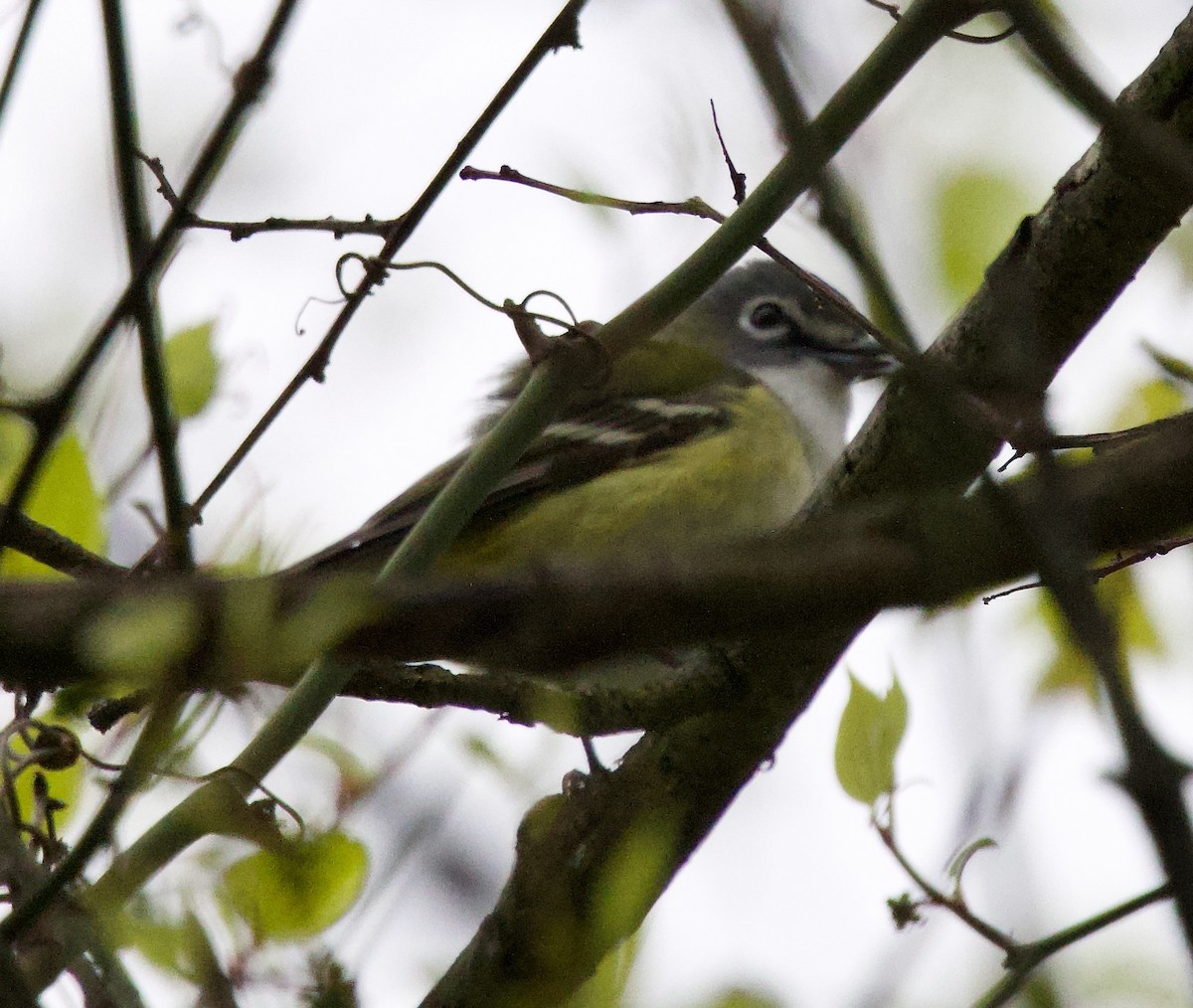 Blue-headed Vireo - Michael Yellin