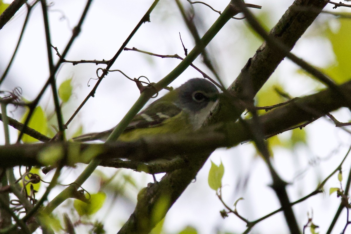 Blue-headed Vireo - Michael Yellin