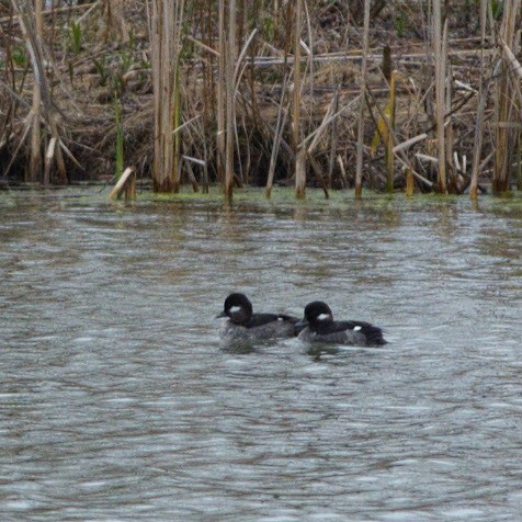 Bufflehead - Galya Dokshina