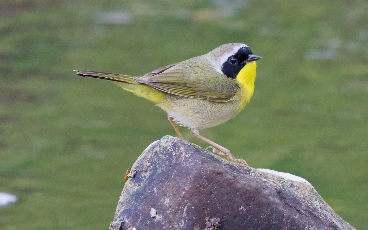 Common Yellowthroat - Michael Yellin