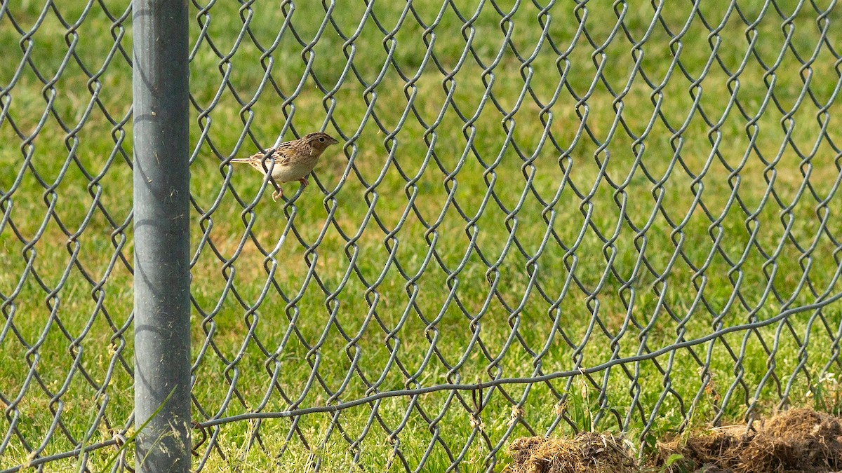 Grasshopper Sparrow - Todd Kiraly