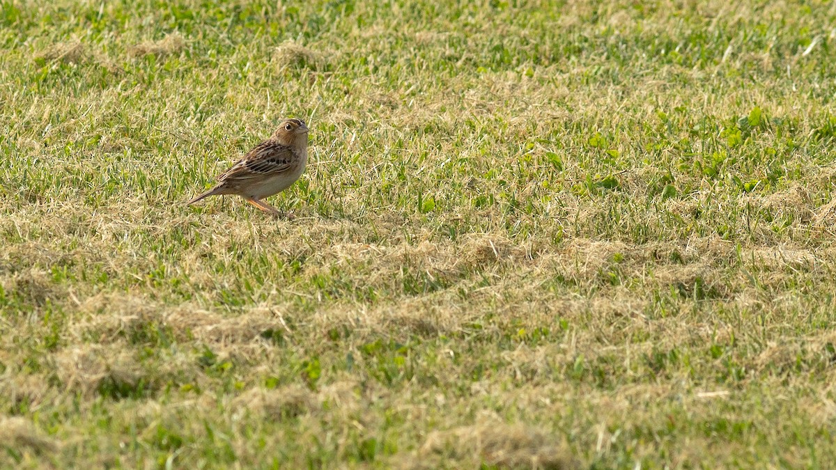 Grasshopper Sparrow - Todd Kiraly