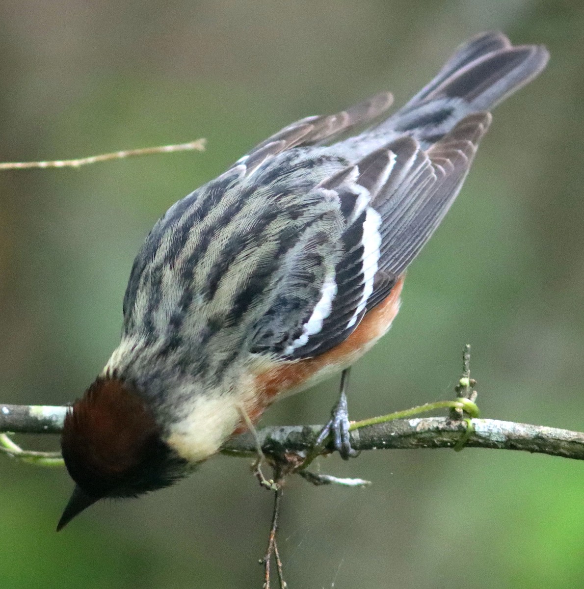 Bay-breasted Warbler - Phillip Wallace