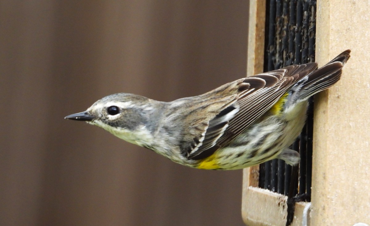 Yellow-rumped Warbler - ML618209690