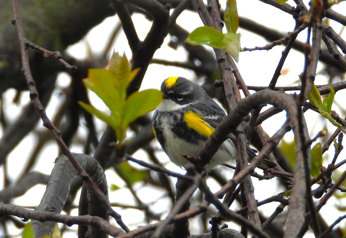 Yellow-rumped Warbler - ML618209711