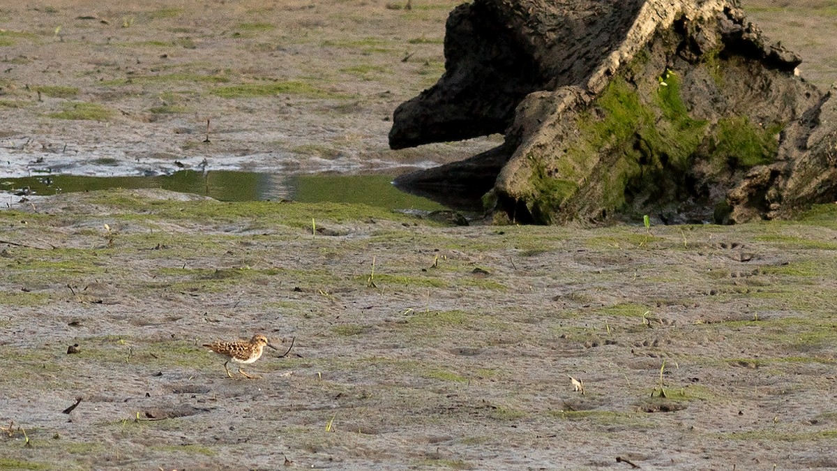 Least Sandpiper - Todd Kiraly