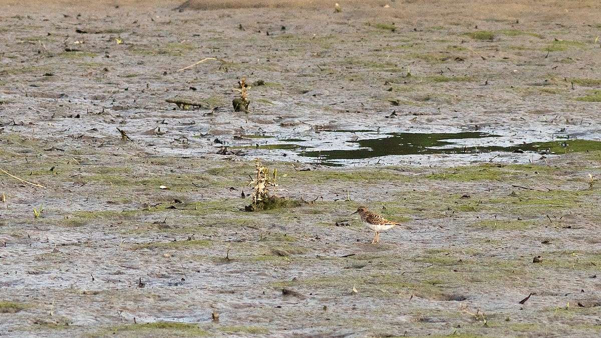 Least Sandpiper - Todd Kiraly