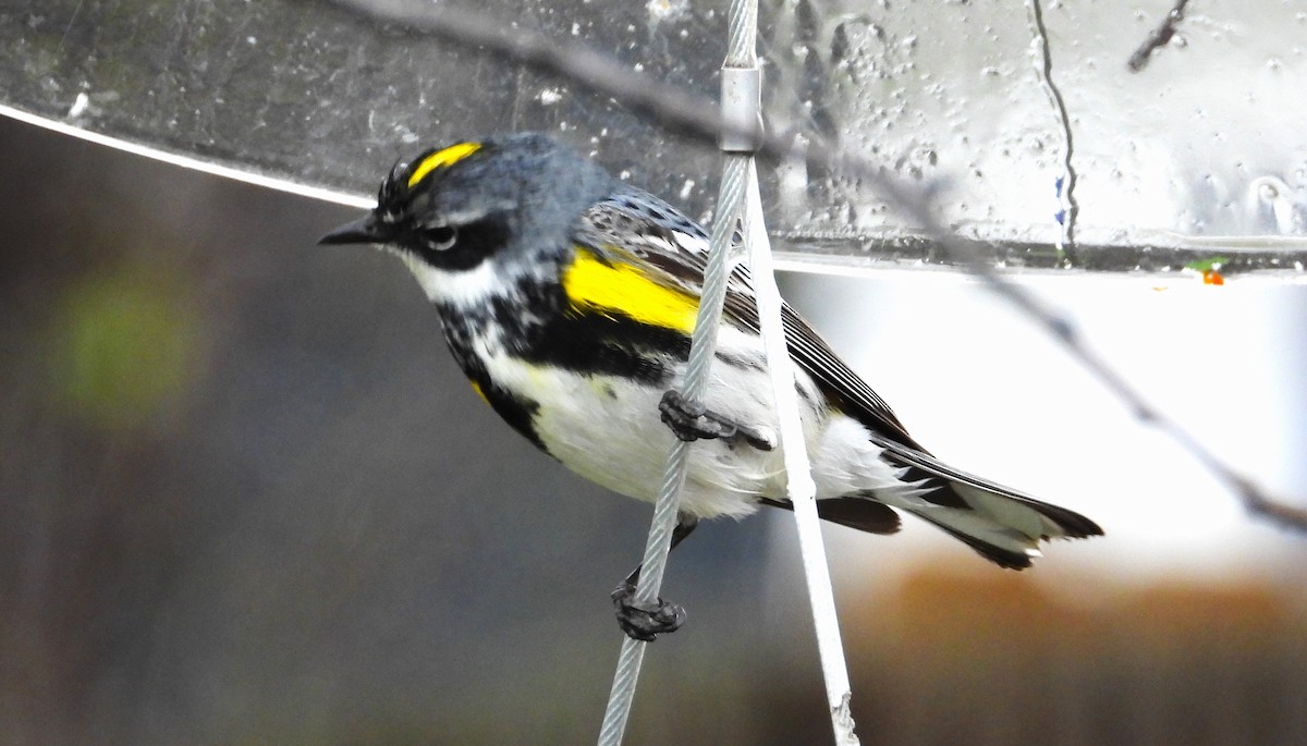 Yellow-rumped Warbler - ML618209745