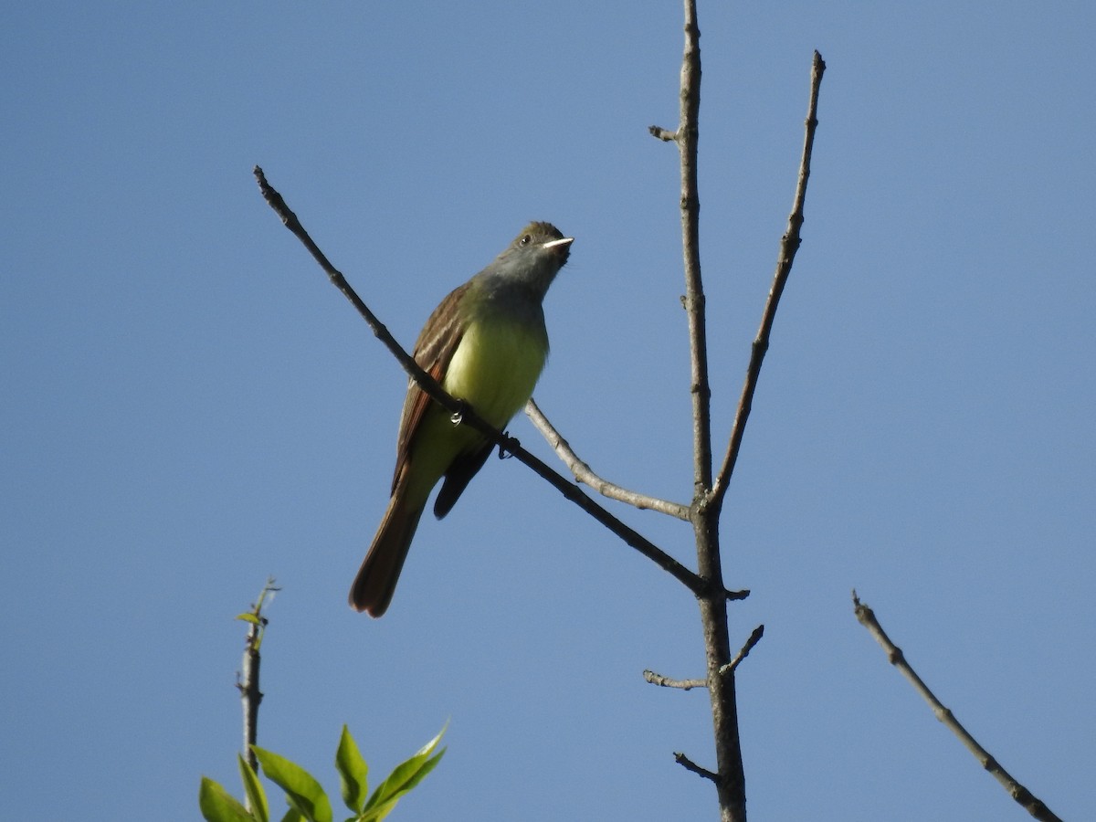 Great Crested Flycatcher - Henry Williams