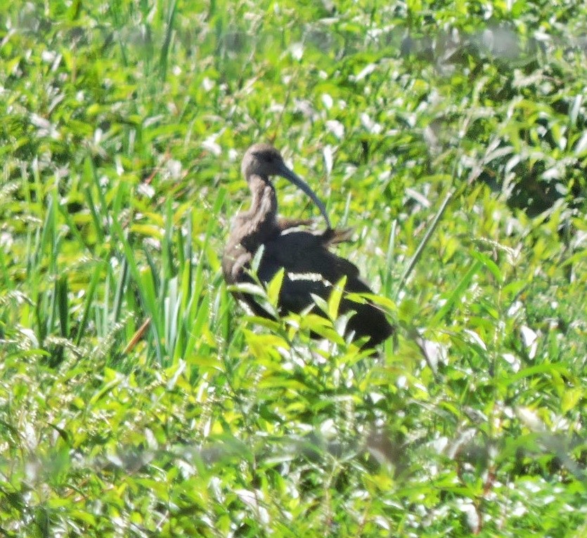 White-faced Ibis - ML618209753