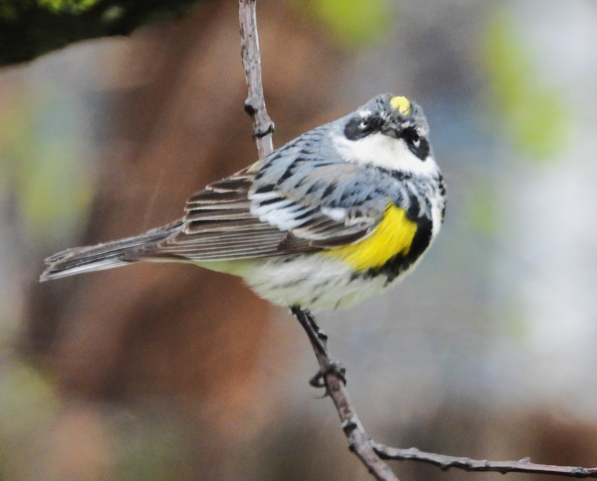 Yellow-rumped Warbler - ML618209755