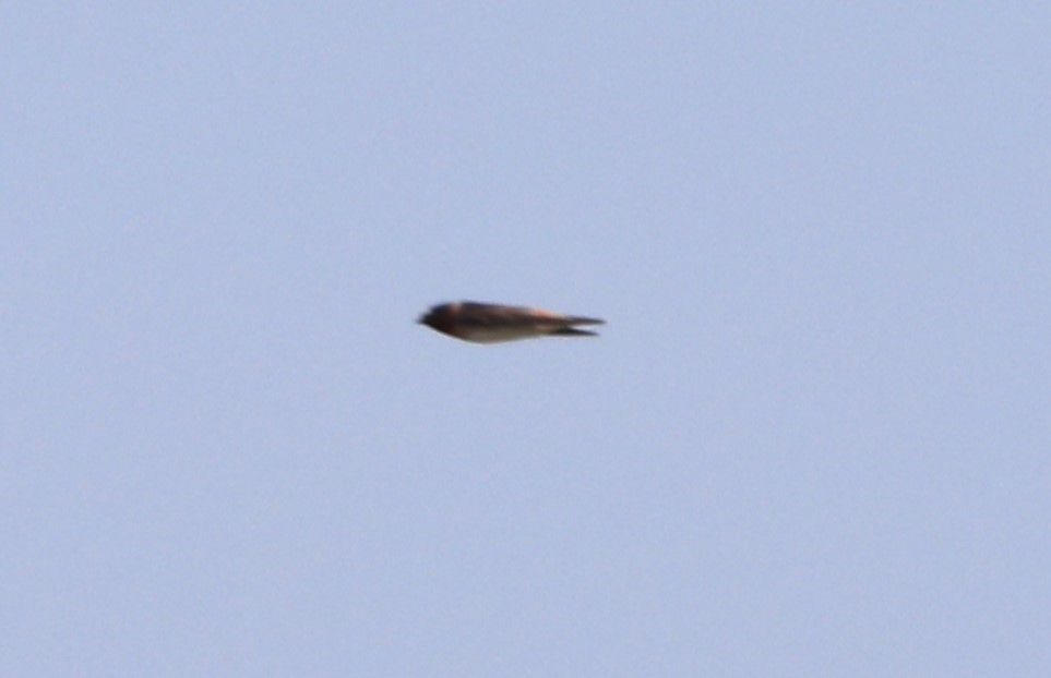 Cliff Swallow (pyrrhonota Group) - "Chia" Cory Chiappone ⚡️