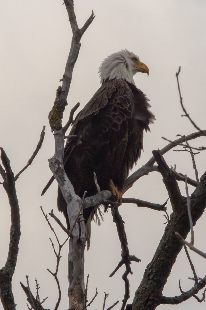 Bald Eagle - Peter Hinow