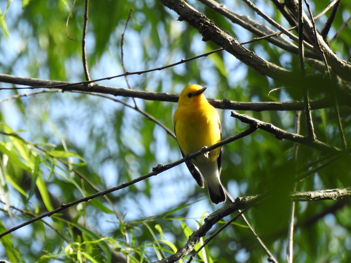 Prothonotary Warbler - Henry Williams