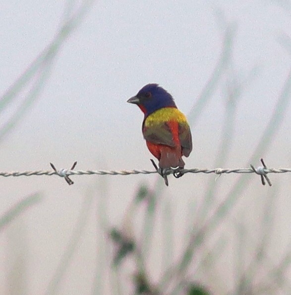 Painted Bunting - Phillip Wallace