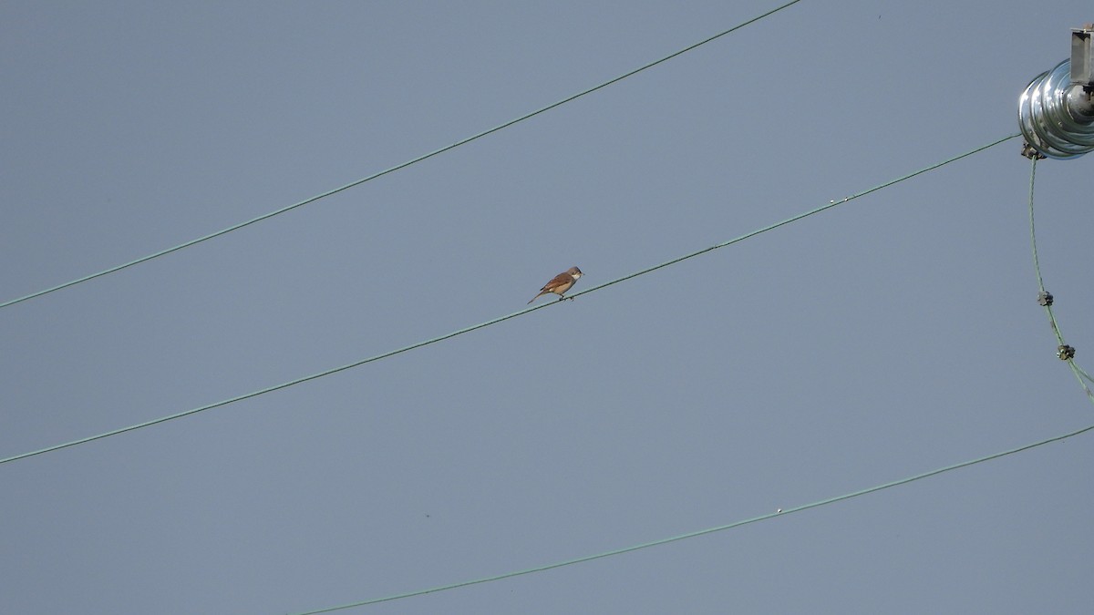 Greater Whitethroat - Bruno Caula