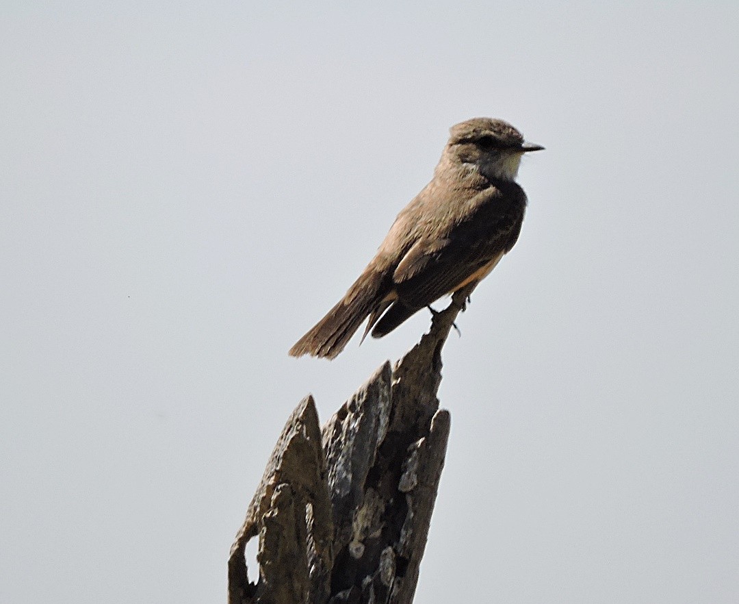 Vermilion Flycatcher - Mary-Jean Payeur