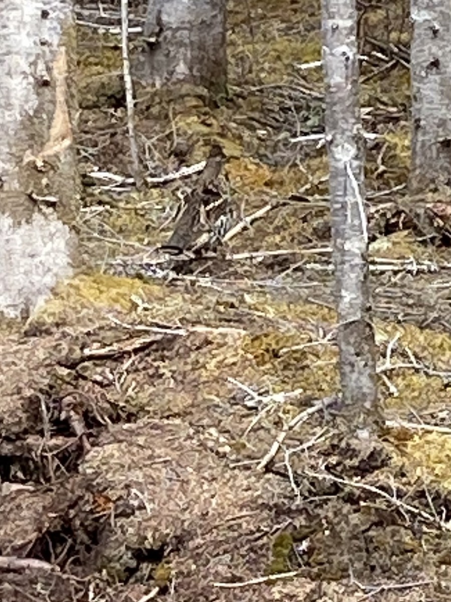 Ruffed Grouse - Jean-Raymond  Lepage