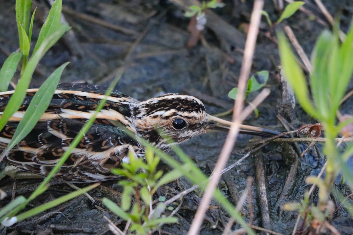 Jack Snipe - ML618209812