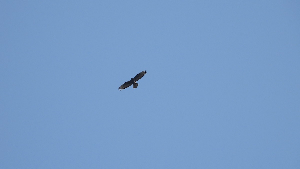 European Honey-buzzard - Bruno Caula