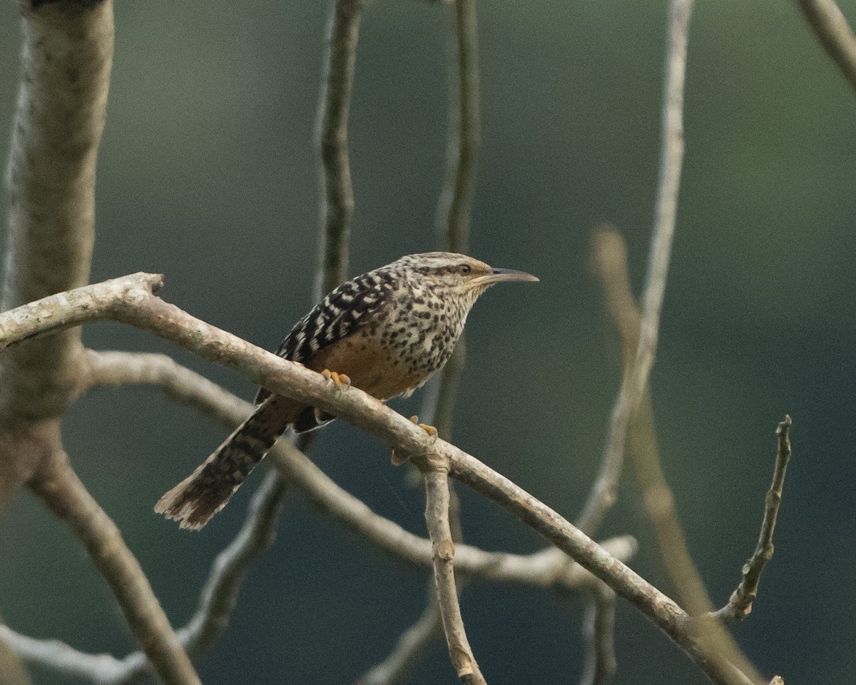 Band-backed Wren - Anthony Kaduck