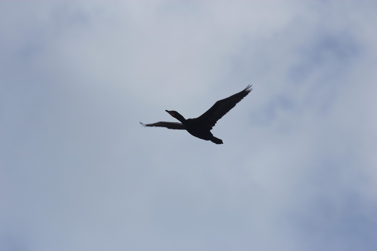 Double-crested Cormorant - Kareem Elgebali