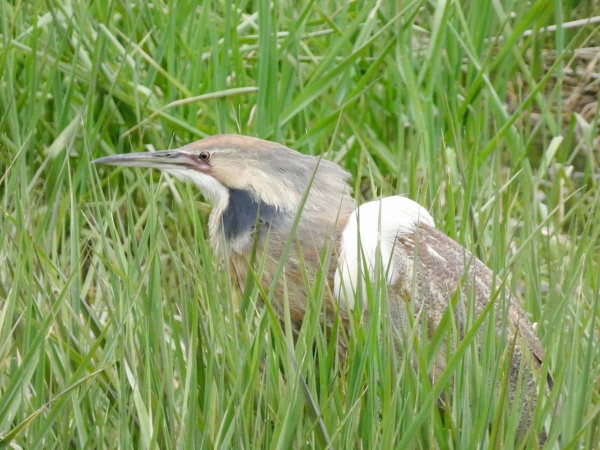 American Bittern - Larry Morin