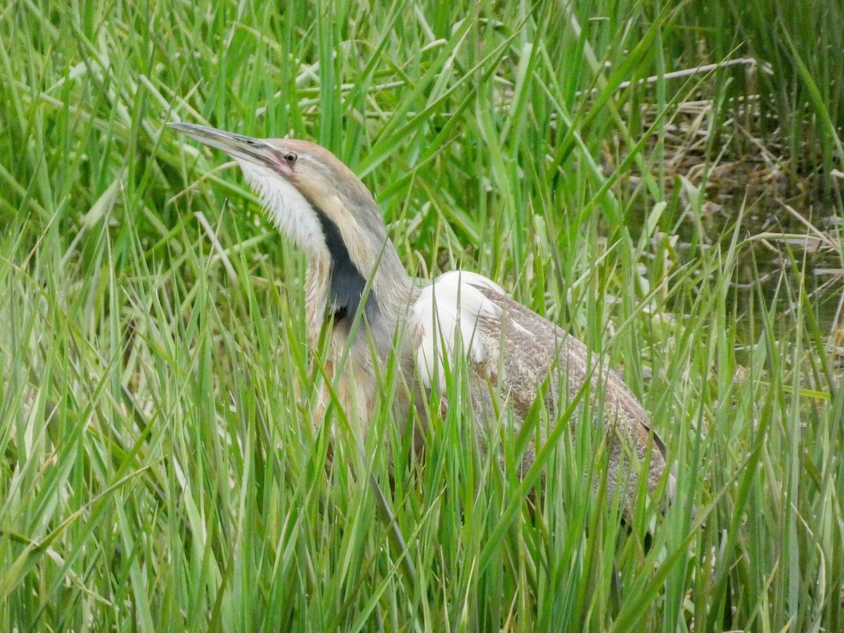 American Bittern - Larry Morin