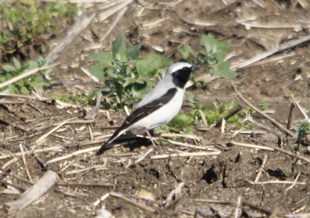 Atlas Wheatear - ML618209894