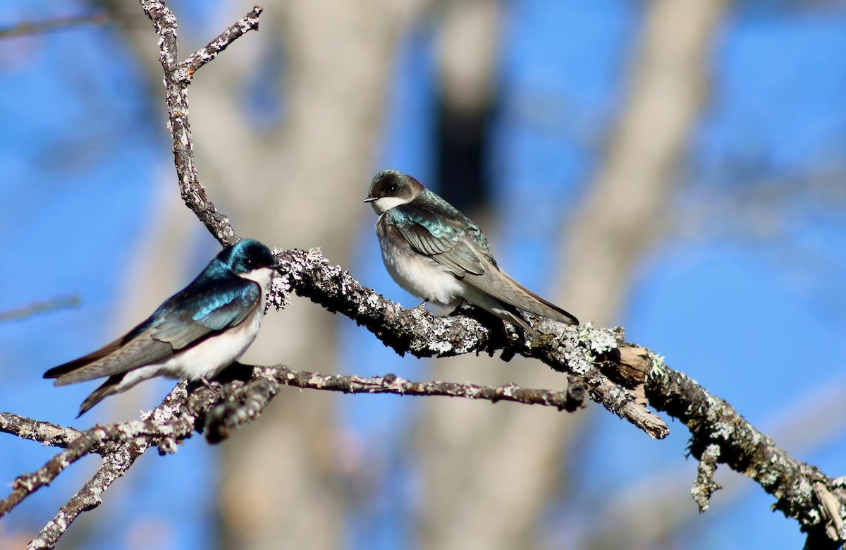 Tree Swallow - Keith Larson