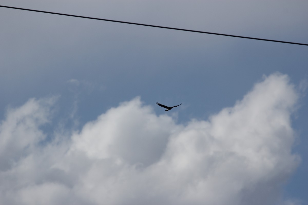 Swainson's Hawk - Kareem Elgebali