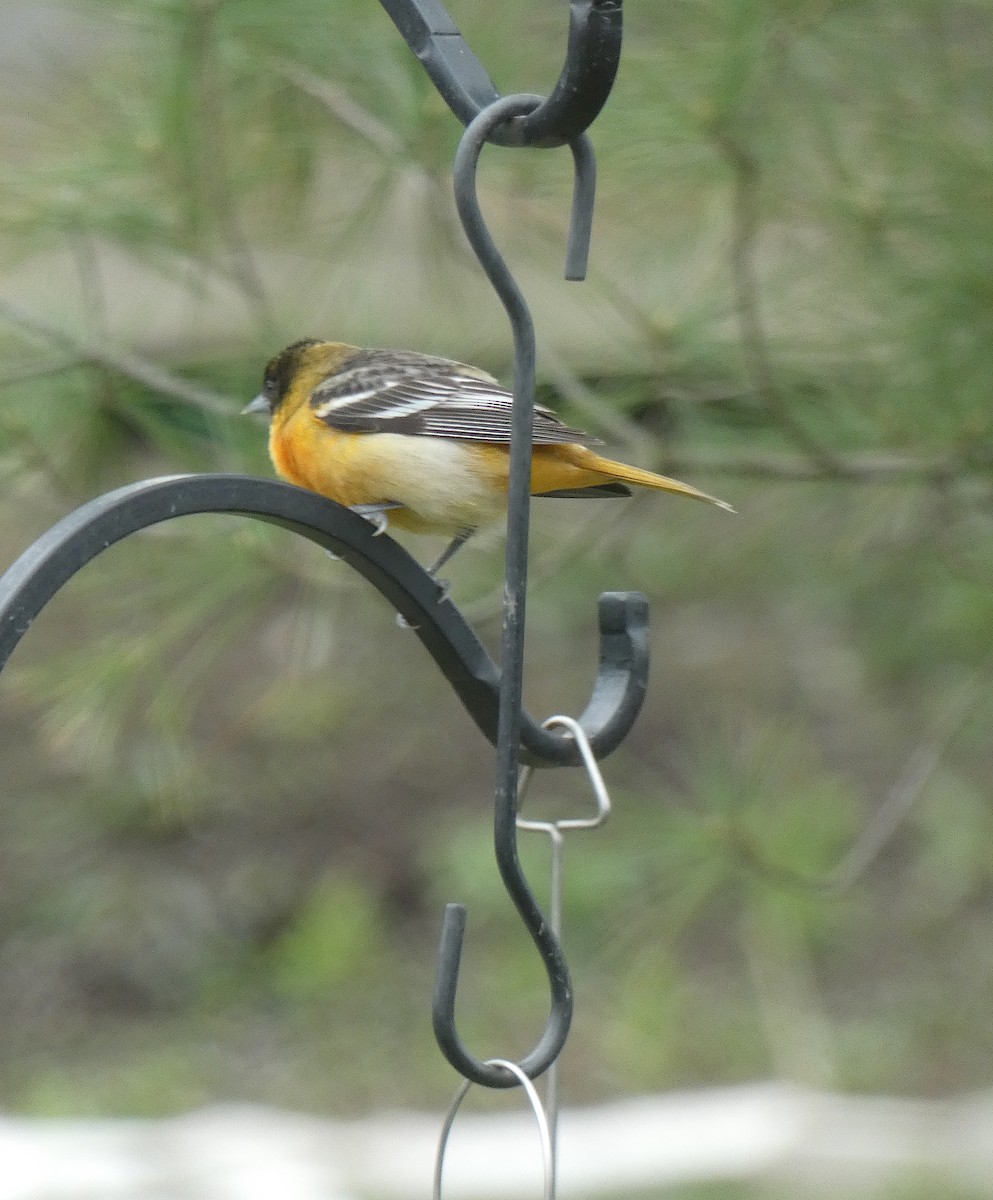 Baltimore Oriole - Daphne Christie