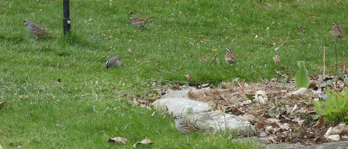 White-crowned Sparrow - Daphne Christie