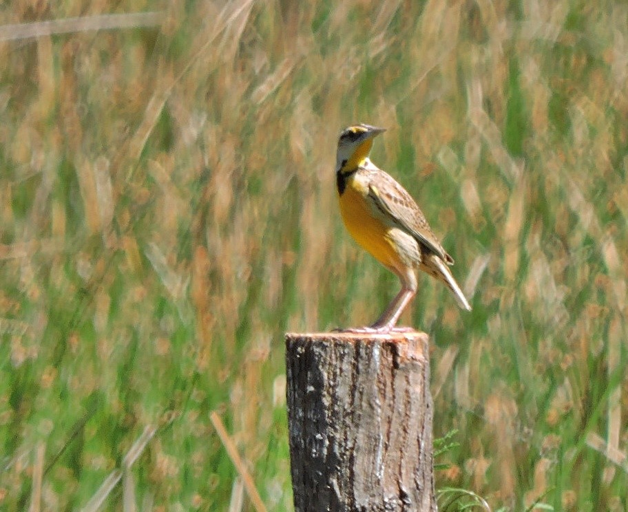 Chihuahuan Meadowlark - ML618209954