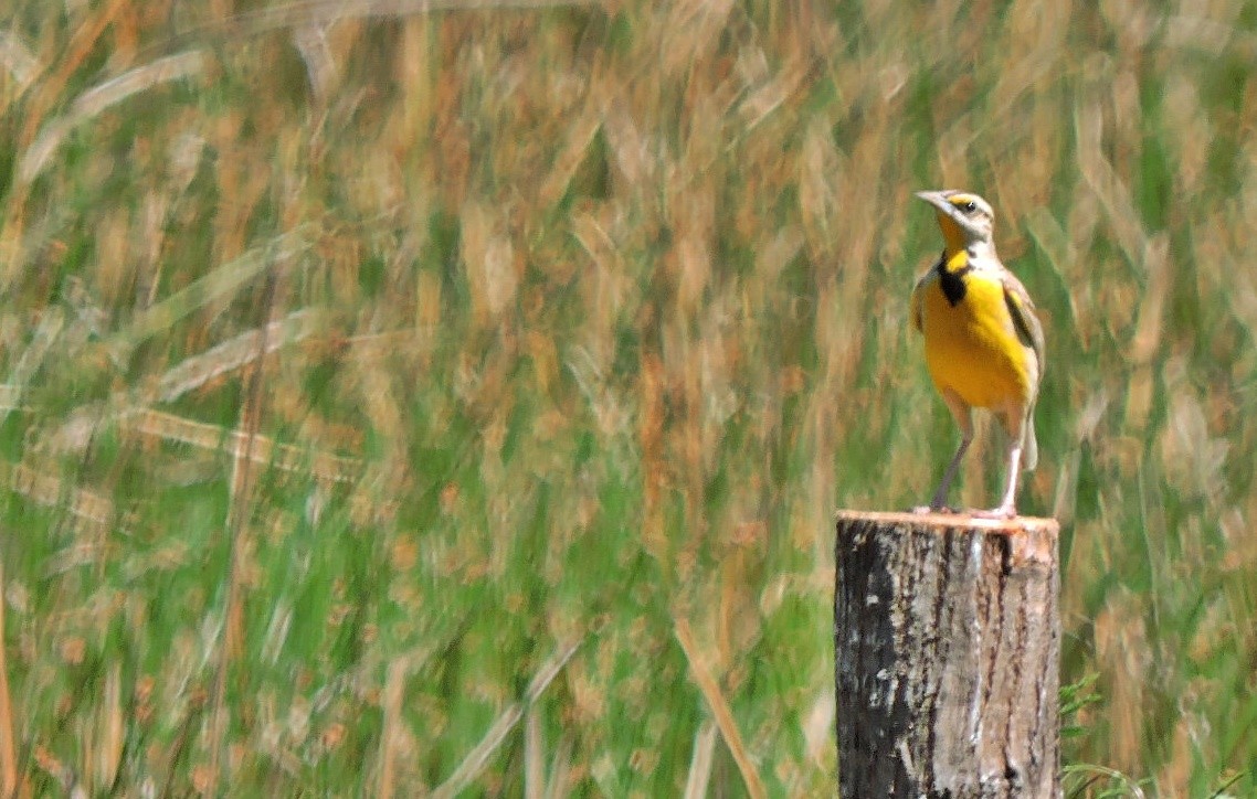 Chihuahuan Meadowlark - Mary-Jean Payeur