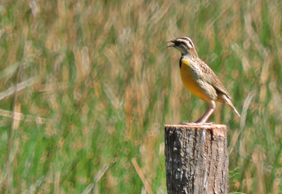 Chihuahuan Meadowlark - ML618209957