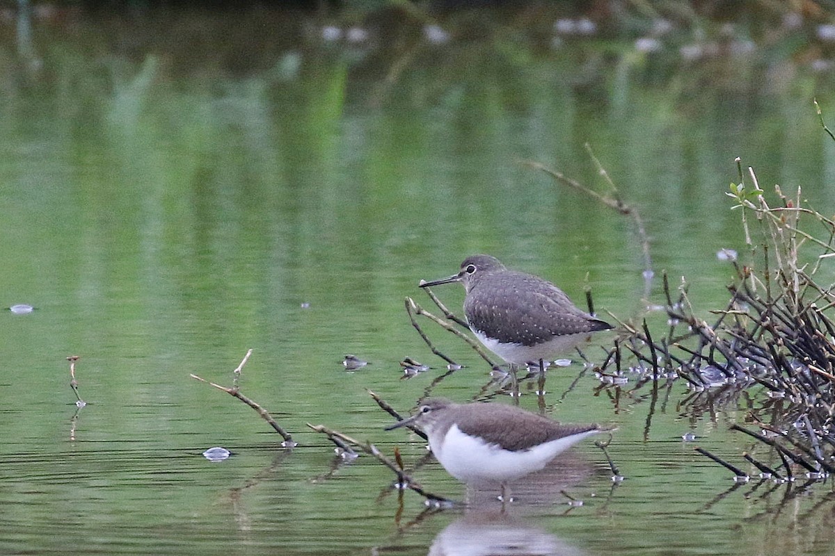 Green Sandpiper - Chih-Wei(David) Lin