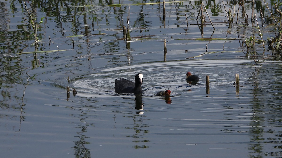 Eurasian Coot - Bruno Caula