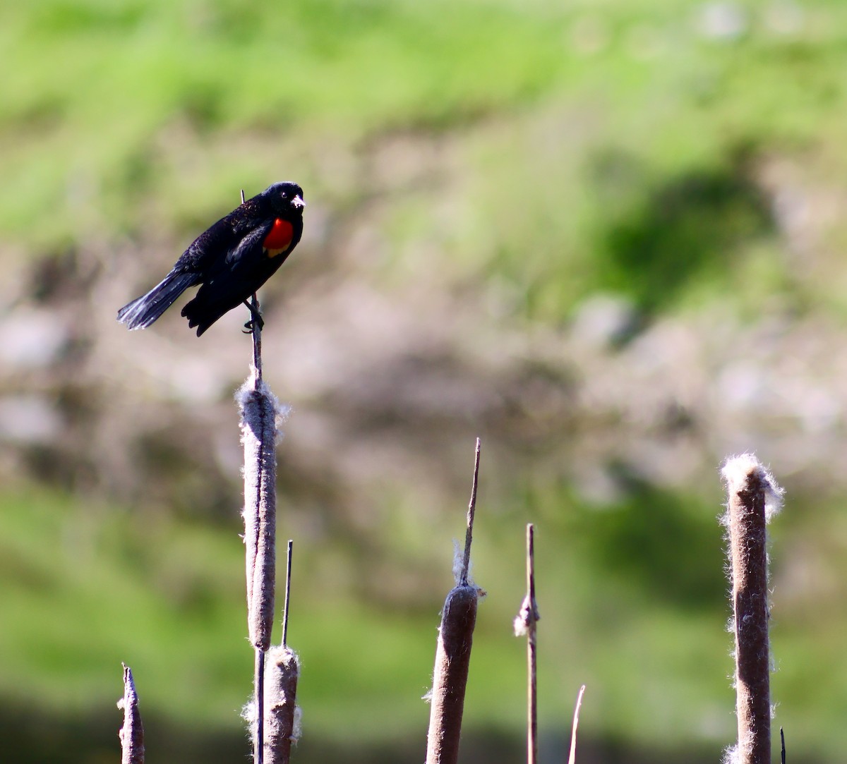 Red-winged Blackbird - Keith Larson