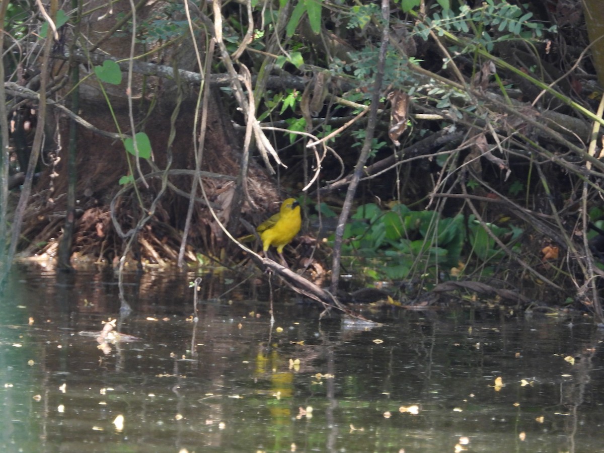 Holub's Golden-Weaver - ML618210022