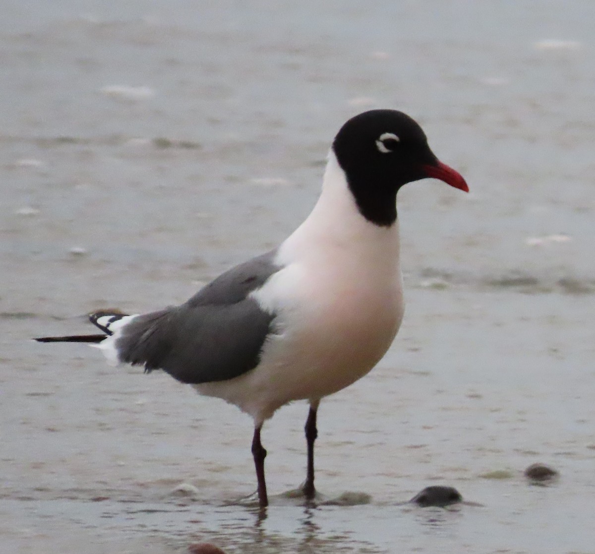 Mouette de Franklin - ML618210035