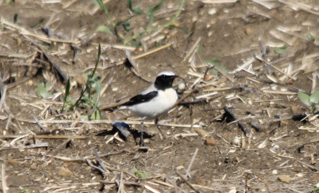 Atlas Wheatear - Tamara Ortega Espinosa